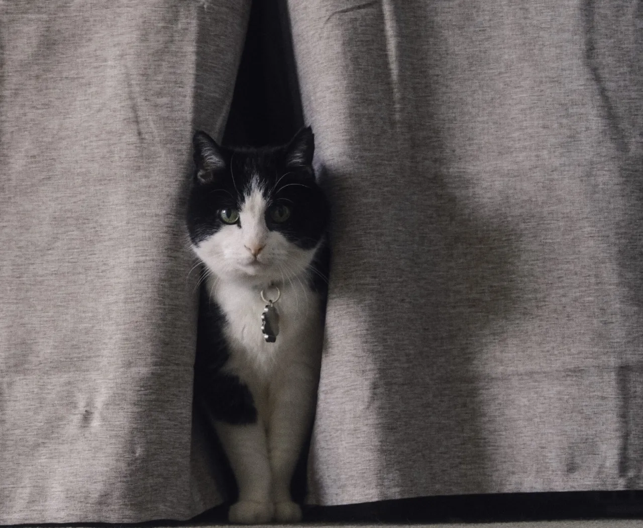 Cozy nook at Meow Homez