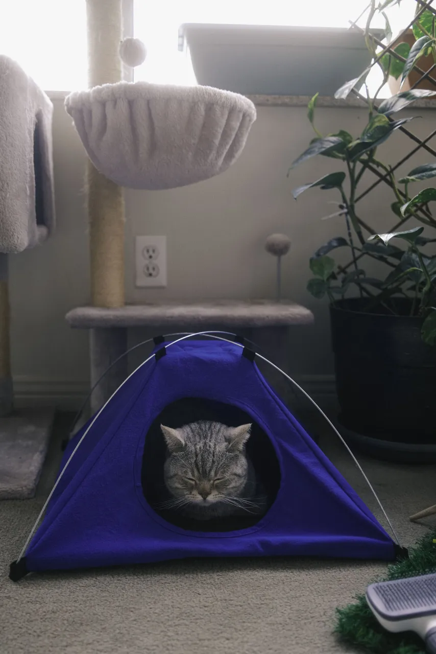 A cat relaxing during a stay